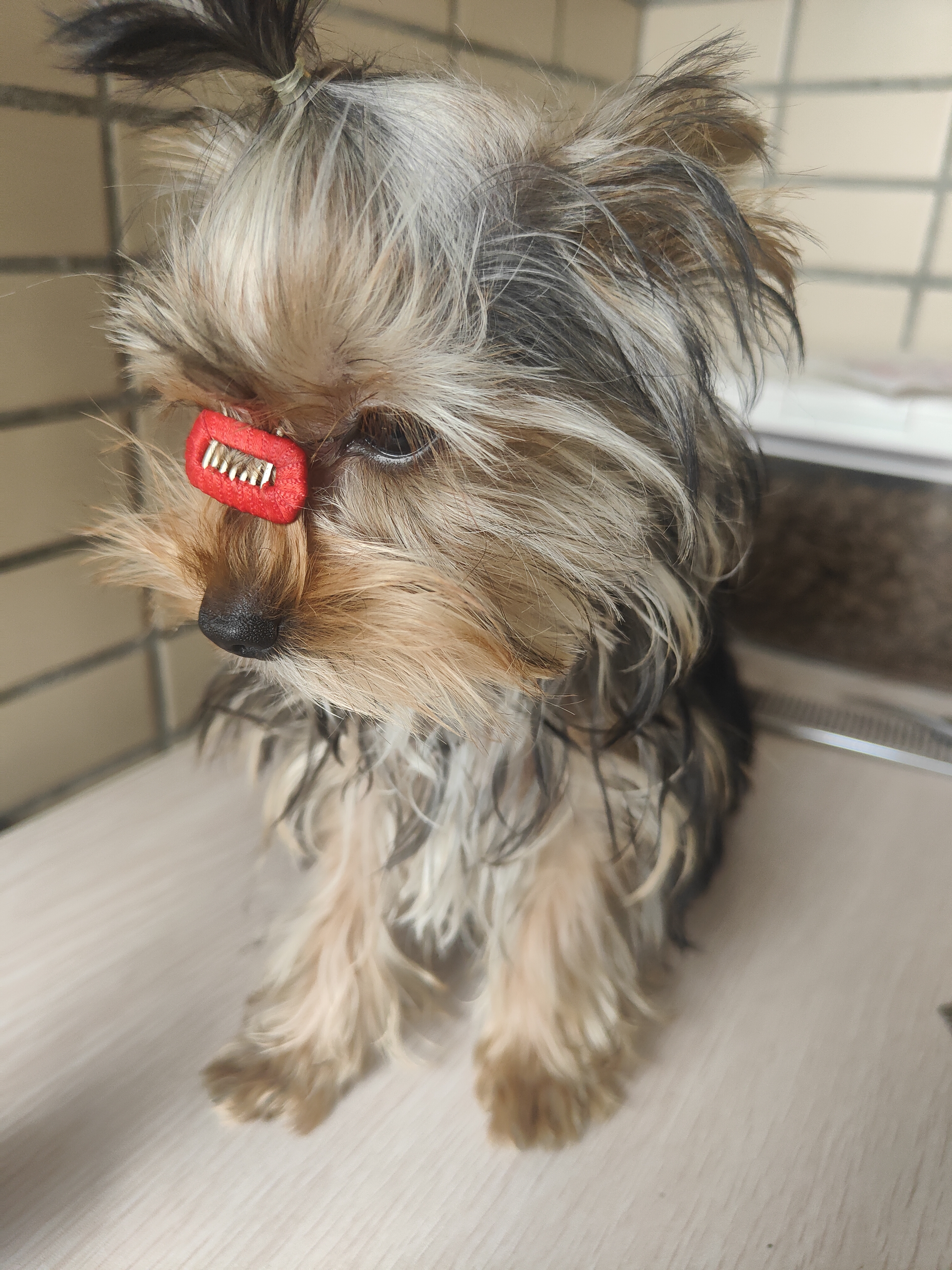 低价出售约克夏幼犬